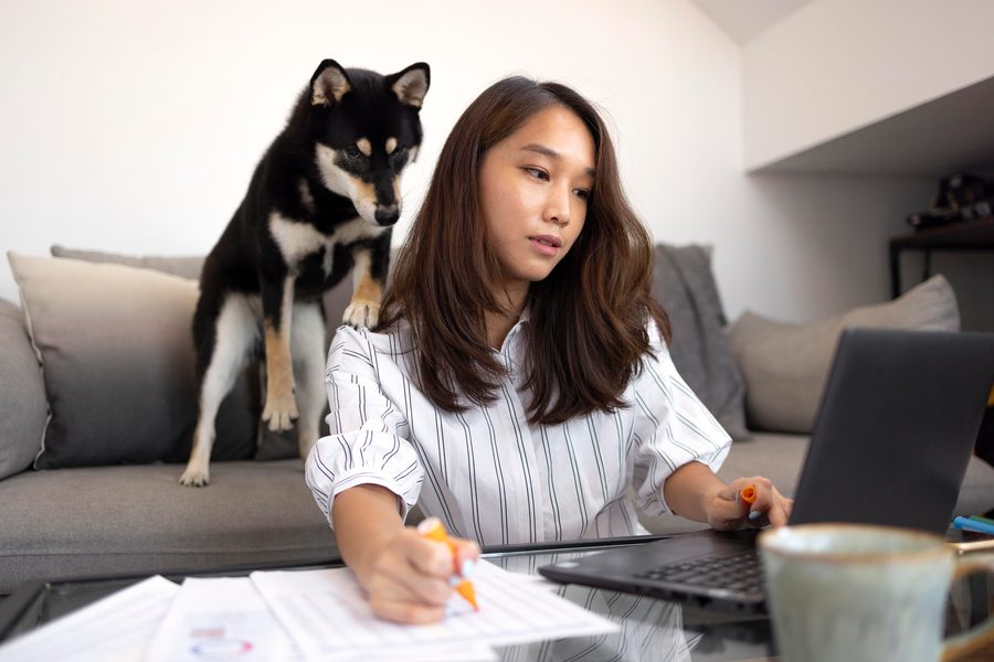 Pet owner comparing insurance quotes on a laptop with a dog nearby
