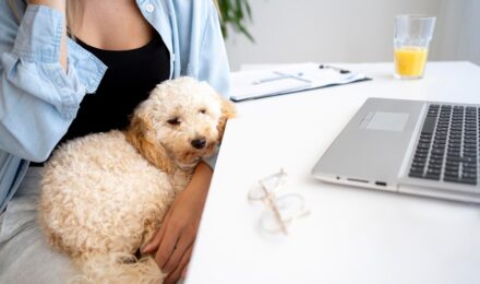 Calendar showing pet insurance waiting period timeline from policy purchase to coverage start date