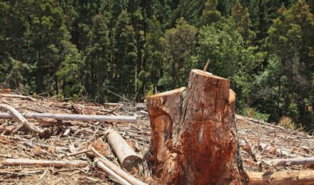 A Colorado homeowner inspects damage after a tree collapse and works with an insurance adjuster