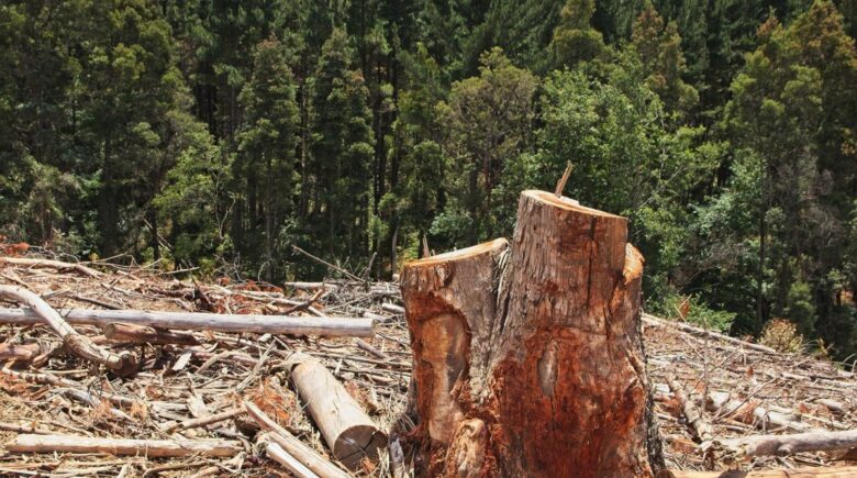 A Colorado homeowner inspects damage after a tree collapse and works with an insurance adjuster