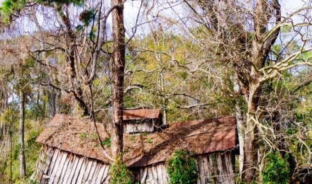 Homeowners insurance coverage for tree damage on roof in Florida