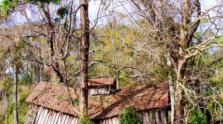 Homeowners insurance coverage for tree damage on roof in Florida